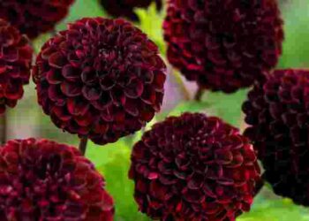 Можуть загинути до першого снігу: коли викопувати жоржини на зиму і що з ними робити