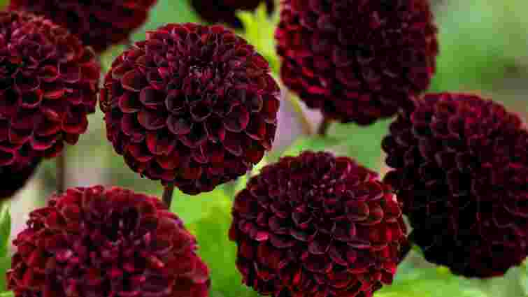 Можуть загинути до першого снігу: коли викопувати жоржини на зиму і що з ними робити