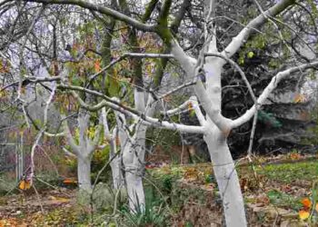 Міф чи необхідність: чи дійсно потрібно білити дерева восени