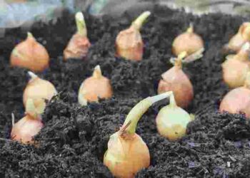 Будете мати найпишнішу клумбу: як і коли найкраще садити тюльпани восени