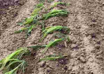 Ви можете його врятувати: що робити, якщо озимий часник проріс до зими