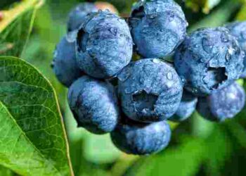 Закладаємо урожай на наступний рік: якого догляду потребує лохина восени