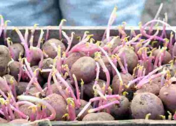 Чи можна їсти пророщену картоплю: відповідь науковців