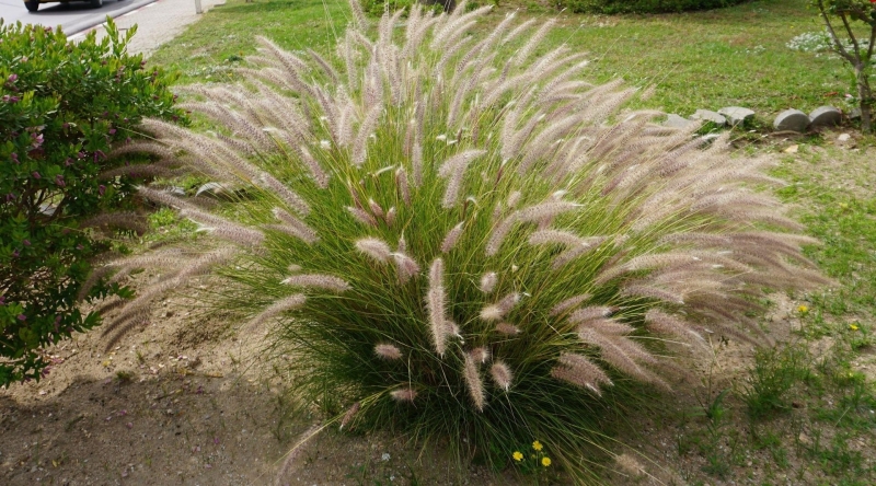 Які дерева та кущі посадити в саду, щоб восени було кольорово