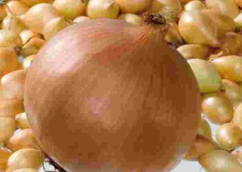 Будьте особливо уважні до ділянки: де не можна садити озиму цибулю