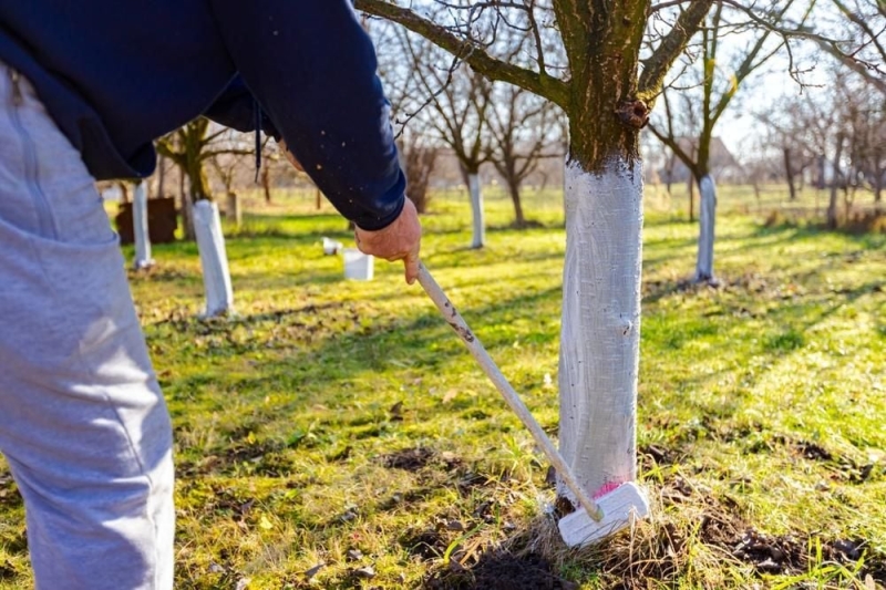 Що потрібно встигнути зробити в саду у жовтні