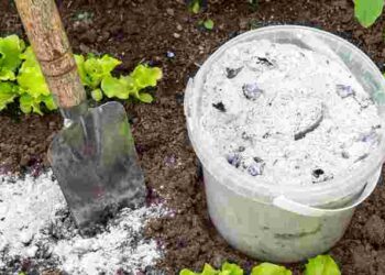 Город восени потребує обовʼязкового підживлення: які добрива взяти для кращого плодоношення