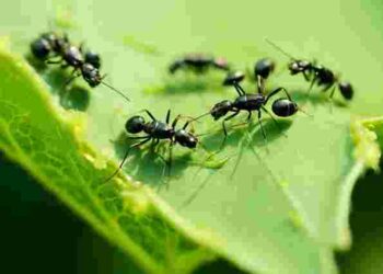 Ці рослини приваблюють мурах: що ніколи не варто садити під будинком