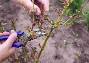 Усі кущі переживуть зиму: коли обрізати троянди восени, щоб їм не зашкодити