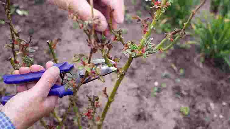 Усі кущі переживуть зиму: коли обрізати троянди восени, щоб їм не зашкодити