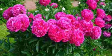 Інакше квітів не дочекаєтеся: що обовʼязково треба встигнути зробити з півоніями до зими