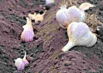 Пляшка замість лопати: як швидко посадити під зиму часник без зайвих зусиль