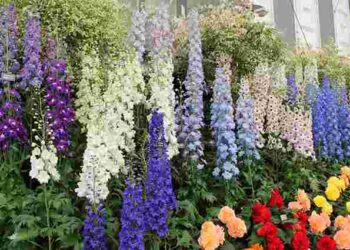 Осінній старт для розкішного саду: 5 багаторічників, які варто висіяти на початку жовтня