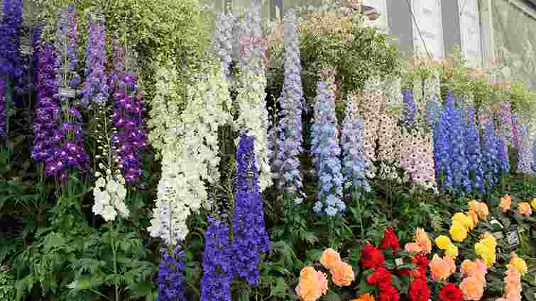 Осінній старт для розкішного саду: 5 багаторічників, які варто висіяти на початку жовтня