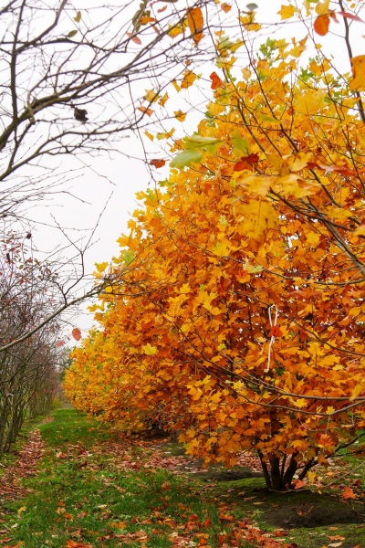 Які дерева та кущі посадити в саду, щоб восени було кольорово