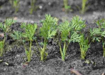 Не помиліться з часом: як і коли правильно садити моркву восени 2025 року