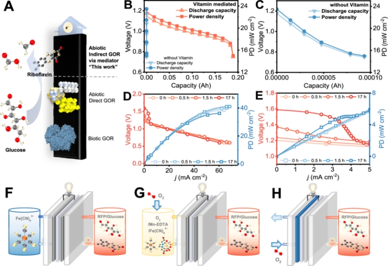 Батарейка на глюкозі та B2 імітує живлення людського організму