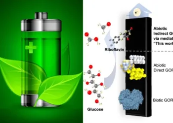 Батарейка на глюкозі та B2 імітує живлення людського організму