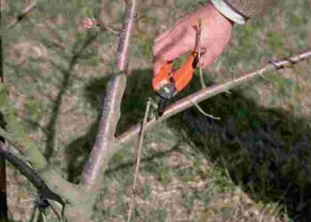 Щоб відновити сили і підготуватися до зими: які дерева та кущі в саду треба обрізати восени