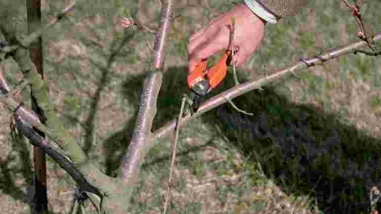 Щоб відновити сили і підготуватися до зими: які дерева та кущі в саду треба обрізати восени