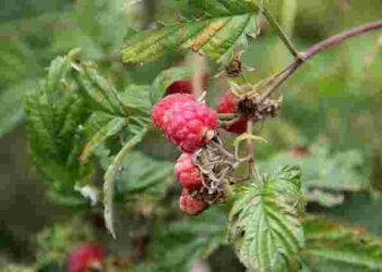 Обрізання малини восени: що зробити в жовтні, щоб зібрати вчетверо більше ягід