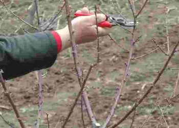 Ви робите це неправильно: які помилки при обрізанні дерев восени ви допускаєте