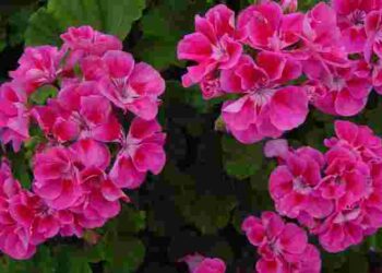 Просто занести в дім не досить: як треба підготувати пеларгонію до зими