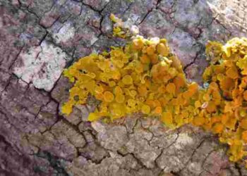 Забудьте про мох і лишайники на деревах: допоможуть дві прості речі з кухні