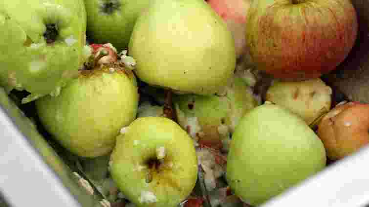 Ця осіння помилка знищить ваш сад: що робити з гнилими яблуками