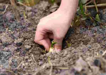 Секретний трюк для дачників: що додати в лунку, щоб цибуля виросла на третину більшою