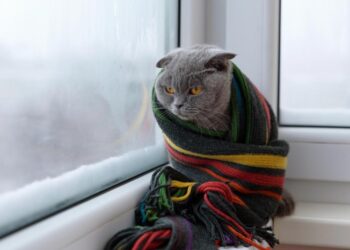 Чим опалювати квартиру без газу і світла: як зробити обігрівач своїми руками