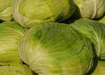 Лежатиме до літа: як потрібно зберігати капусту, щоб вона не зіпсувалась