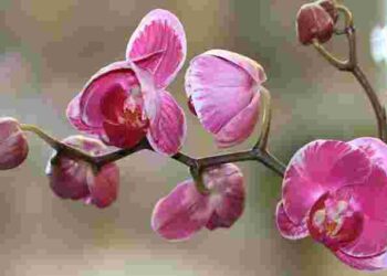 Спробуйте вже завтра: які дії і домашні добрива допоможуть орхідеї зацвісти