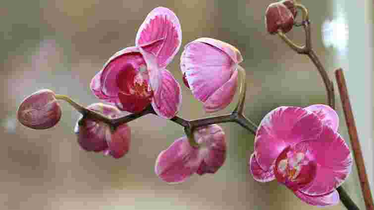 Спробуйте вже завтра: які дії і домашні добрива допоможуть орхідеї зацвісти