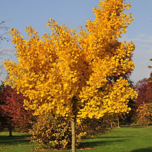 Які дерева та кущі посадити в саду, щоб восени було кольорово