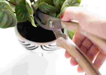 Будуть набагато краще рости: які кімнатні рослини обовʼязково треба обрізати