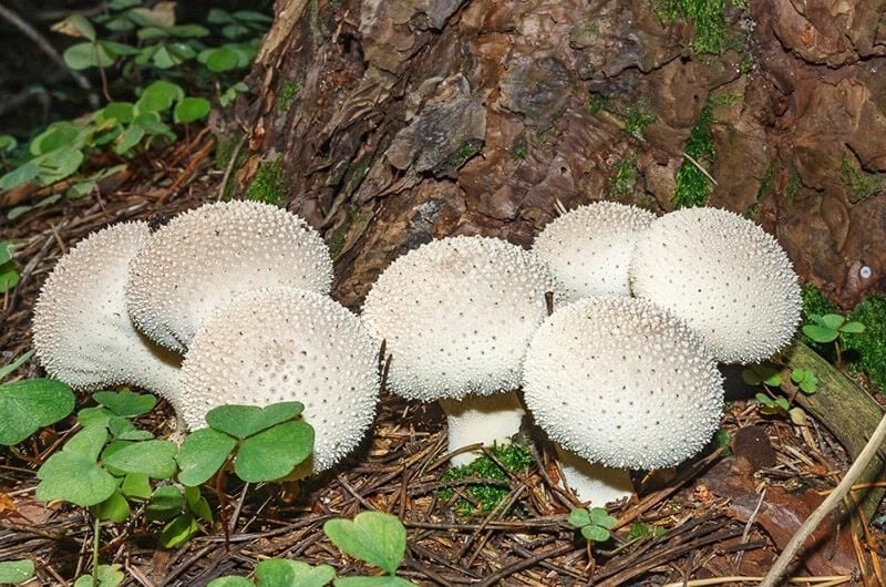 Не пропустіть сезон: які гриби можна збирати у жовтні