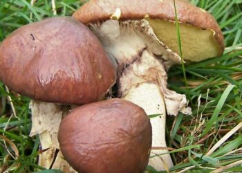 Если видите это дерево – рядом найдете кучу маслят: подсказки, где их искать