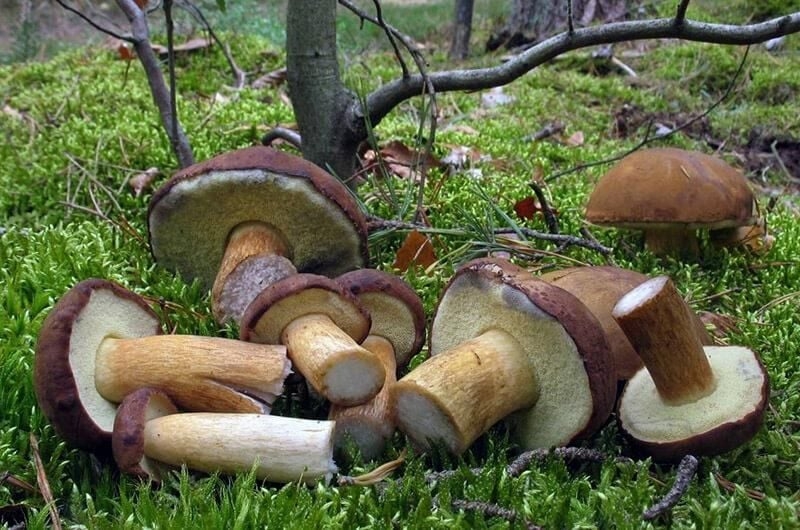 Не пропустіть сезон: які гриби можна збирати у жовтні