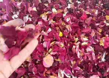 Не сміття, а цінне добриво: як використати зівʼялі троянди восени в саду