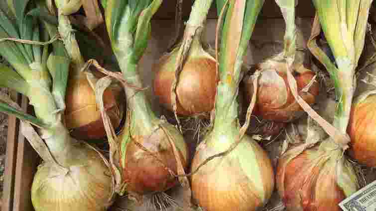 Одна помилка – і вся цибуля згниє: як не зіпсувати урожай після збирання