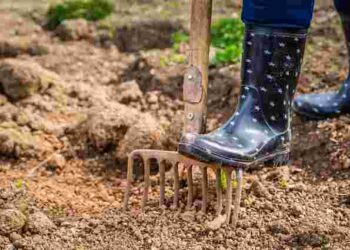 Секретний елемент агрономів: навіщо підживлювати сад і город калійною сіллю у жовтні