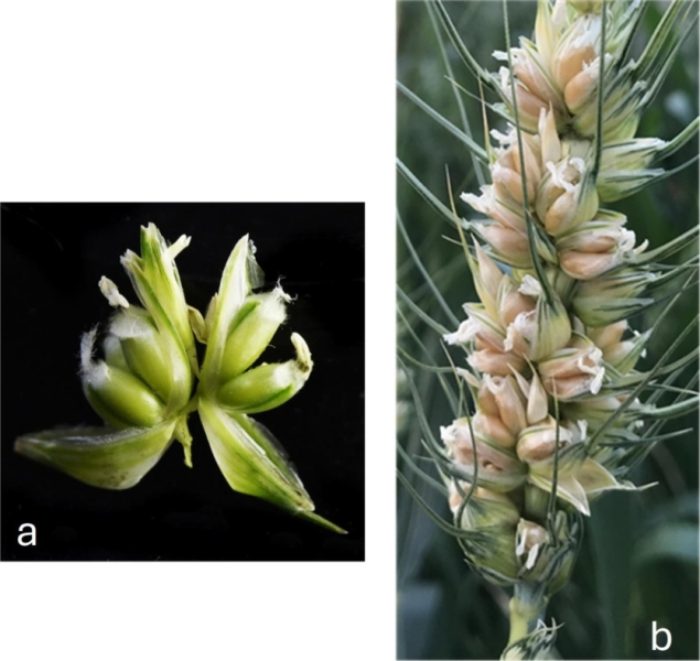 Генна супермодифікація: знайдений перемикач здатний потроїти врожаї пшениці