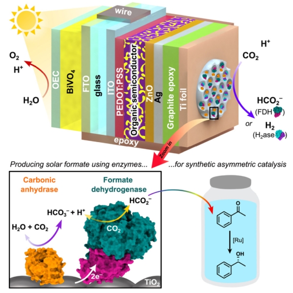 Хімія без нафти: штучне листя перетворює CO₂ на складні речовини