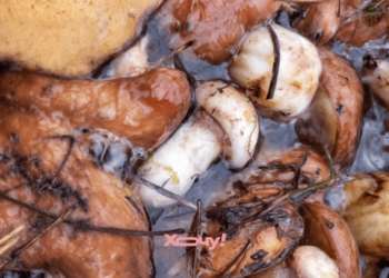 “Худший совет в моей жизни”: блогерша проверила популярный лайфхак для чистки маслят (ВИДЕО)