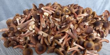 Известна точная цифра: сколько минут варить опята для идеального вкуса