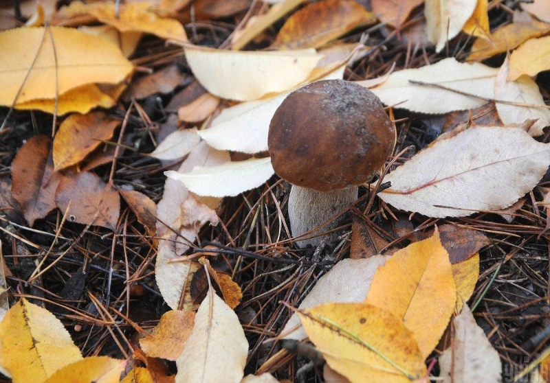 Які гриби можна збирати та їсти в жовтні: 7 найсмачніших