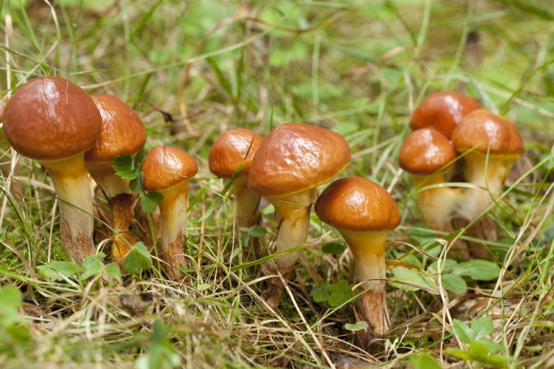 Які гриби можна збирати та їсти в жовтні: 7 найсмачніших