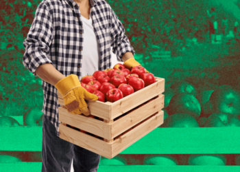 Как выбрать идеальные яблоки: самые сладкие и кислые сорта (ШПАРГАЛКА)