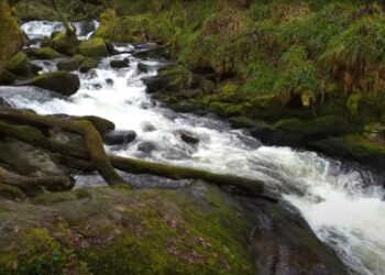 Казковий стародавній ліс у Великій Британії можна відвідати безкоштовно: в чому його родзинка